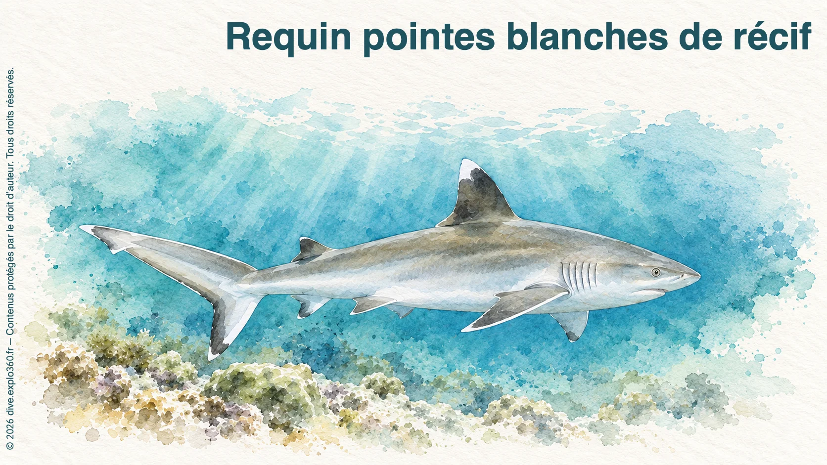 Requin pointes blanches de récif