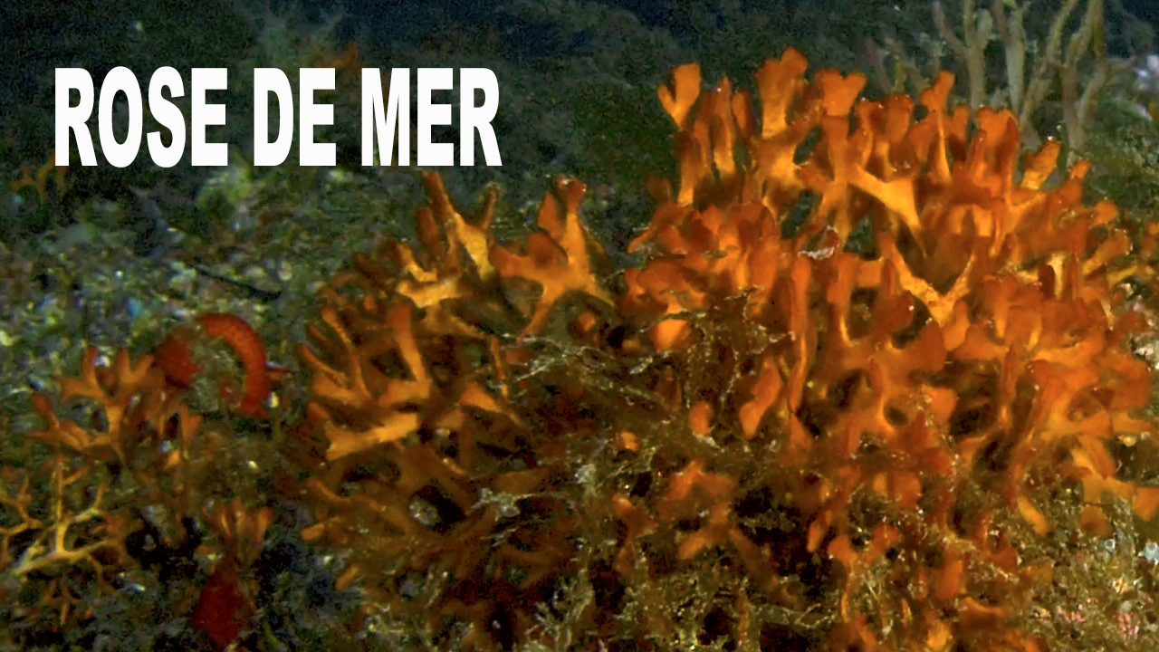 Rose de mer