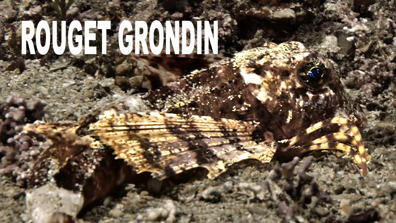 Rouget grondin