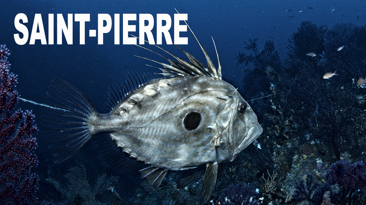 Saint-pierre