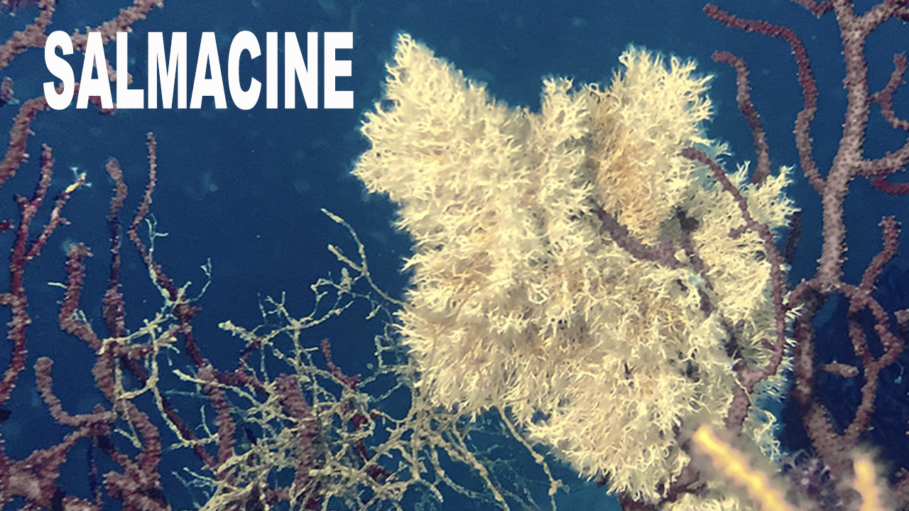 Salmacine