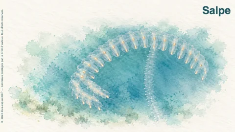 Illustration de Salpe