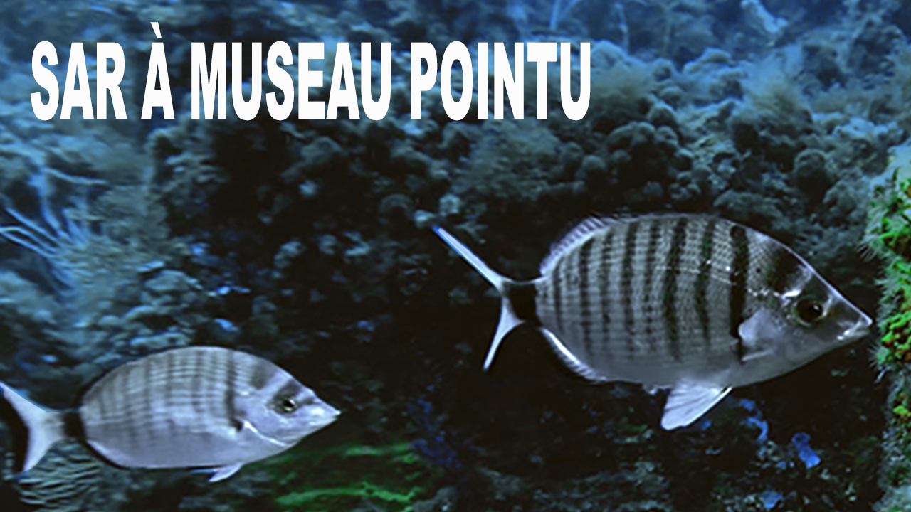 Sar à museau pointu