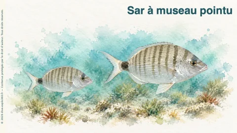 Illustration de Sar à museau pointu