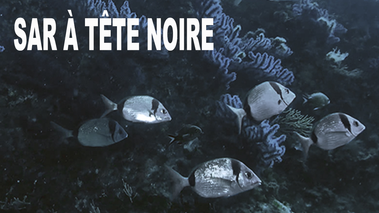 Sar à tête noire