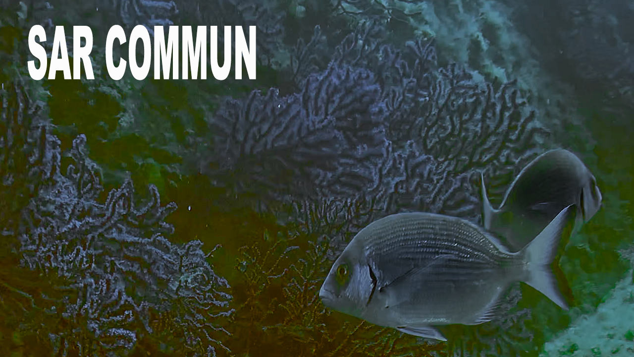 Sar commun