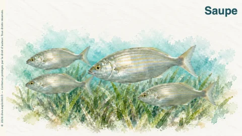 Illustration de Saupe