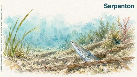 Illustration de Serpenton