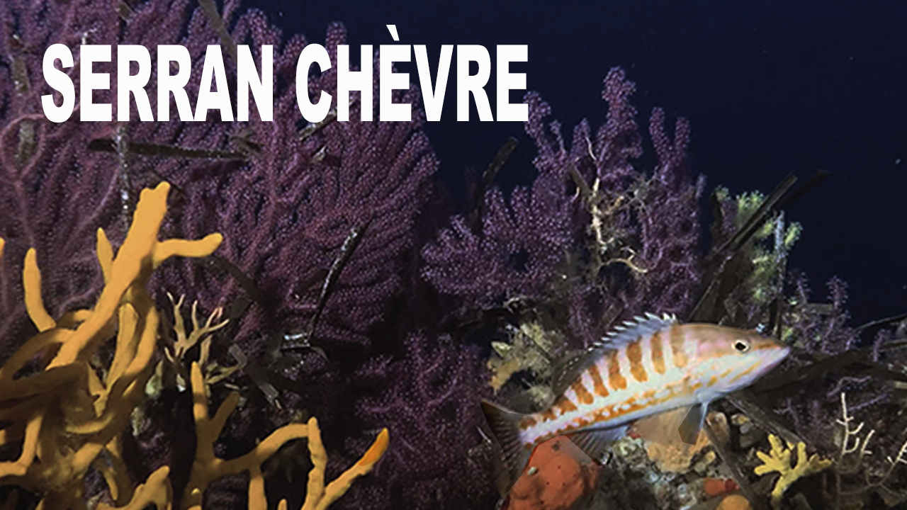 Serran chèvre