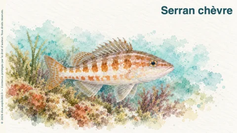 Illustration de Serran chèvre