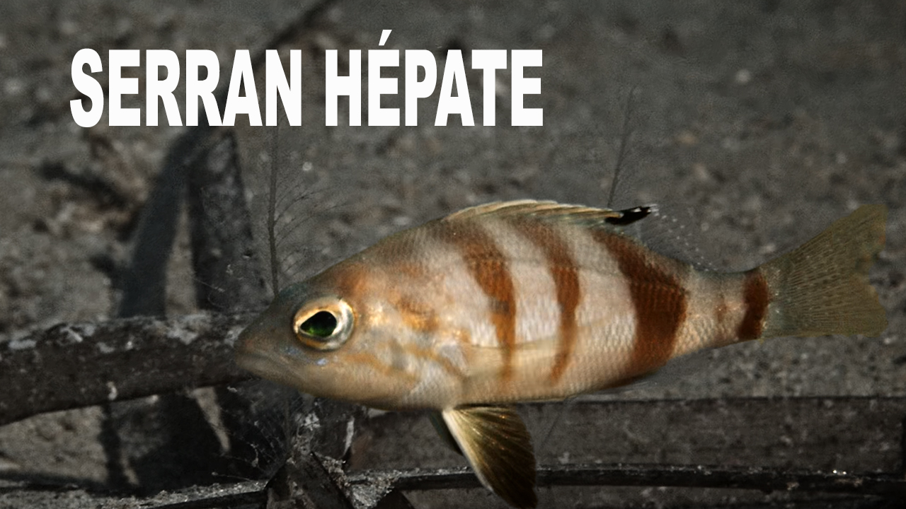Serran hépate