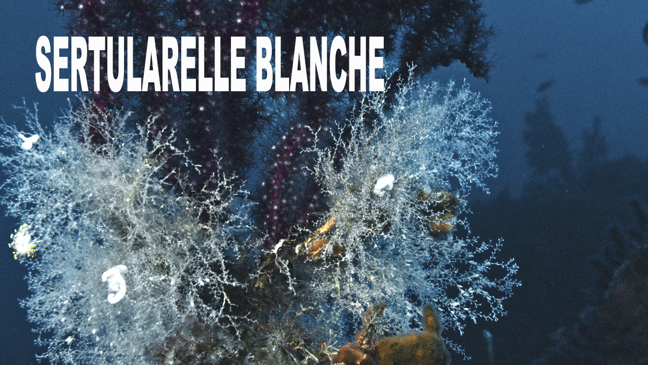 Sertularelle blanche