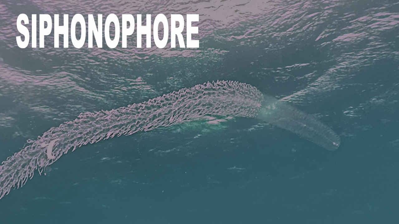 Siphonophore