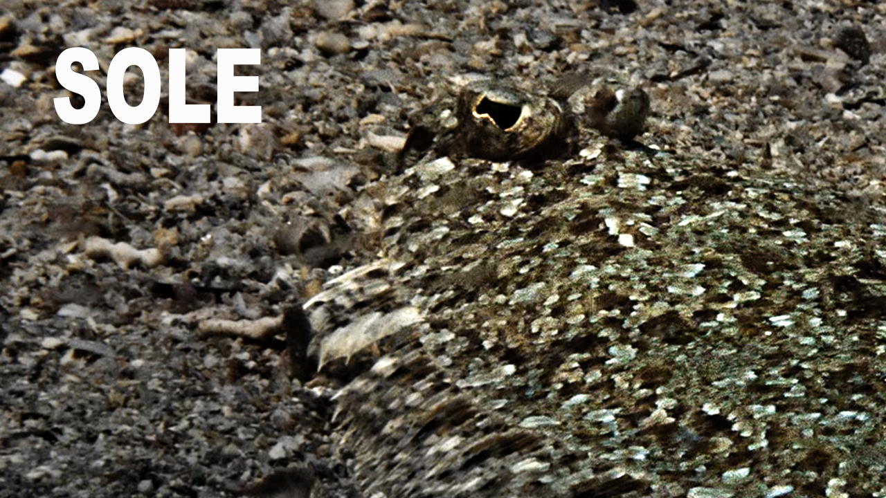 Sole commune