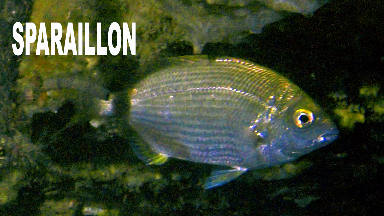 Sparaillon