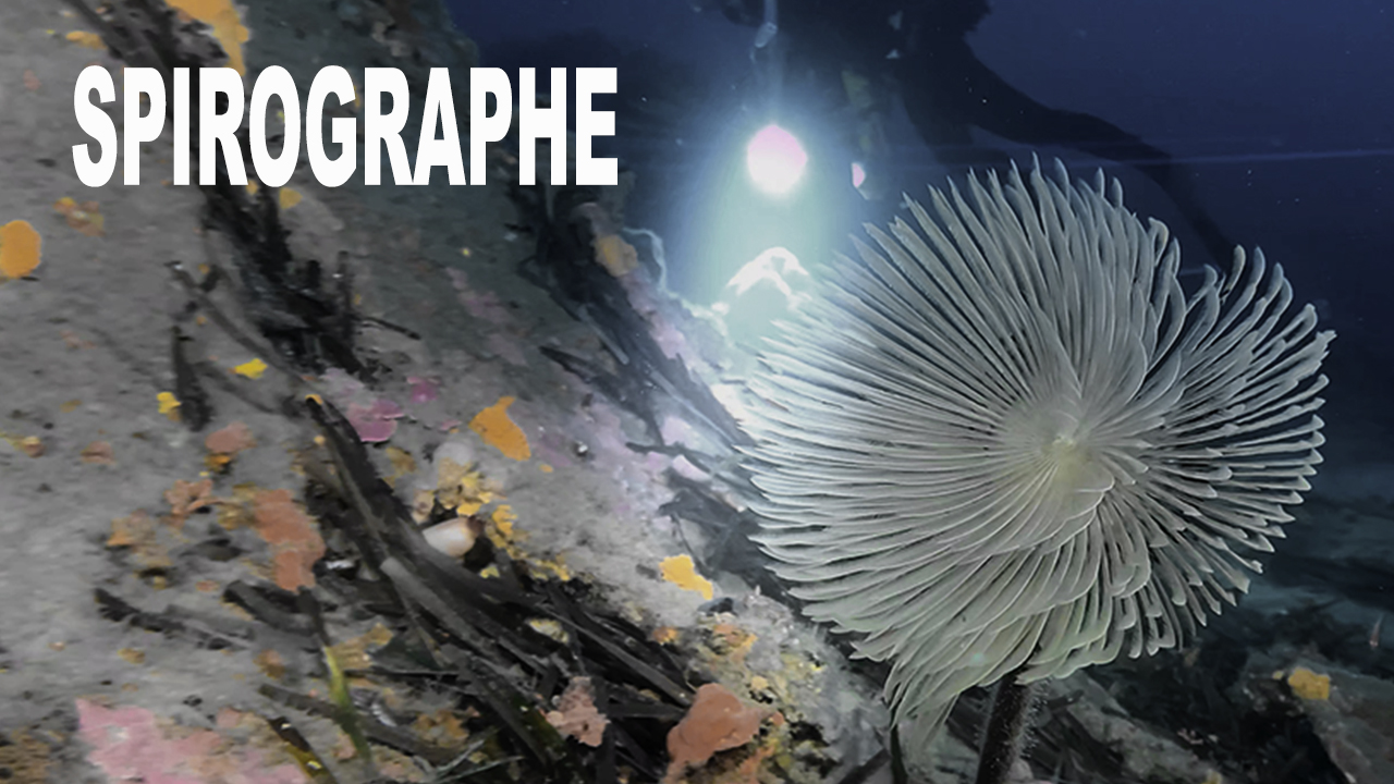 Spirographe