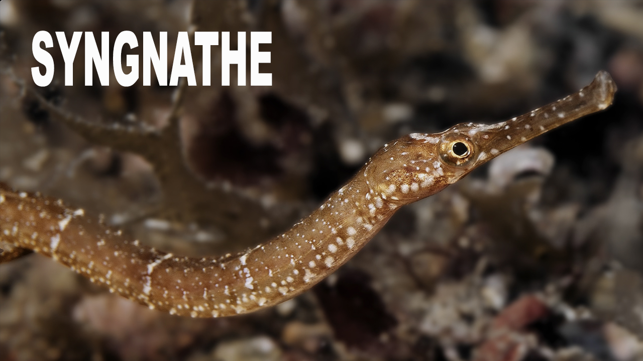 Syngnathe