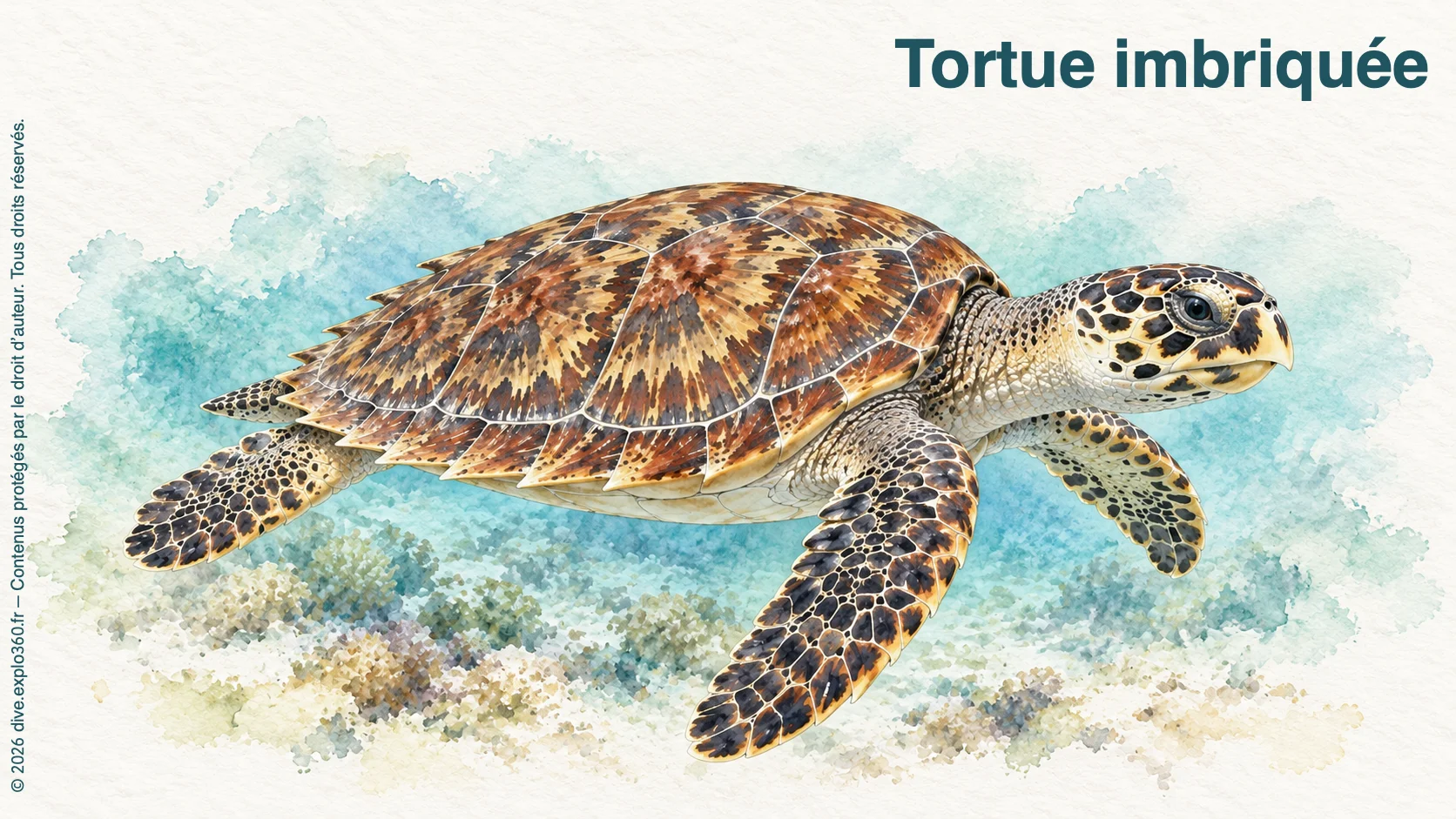 Hawksbill turtle