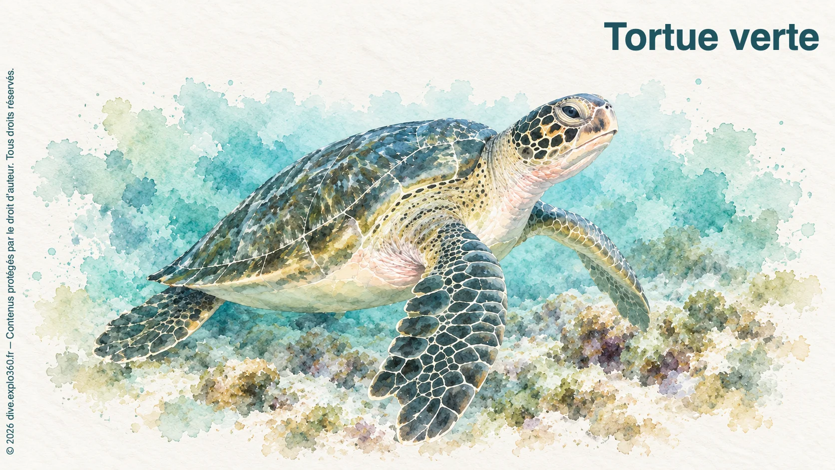 Tortue verte