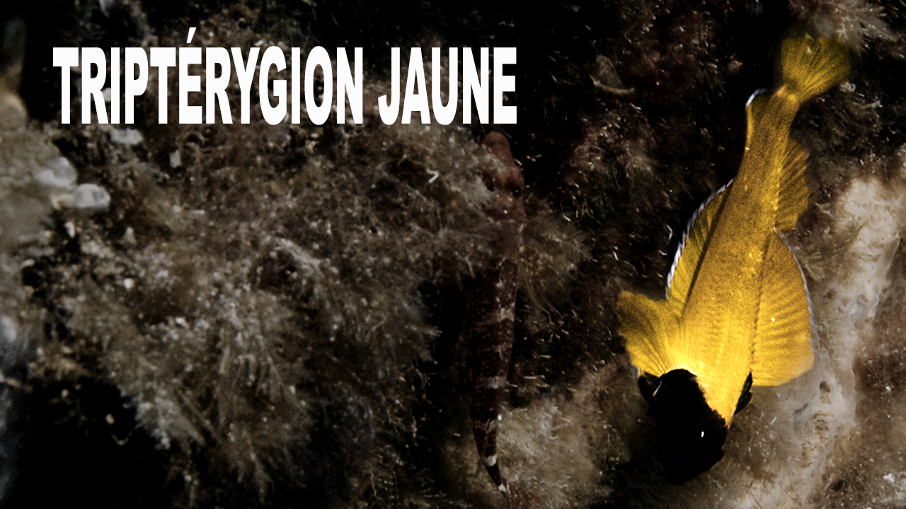 Triptérygion jaune