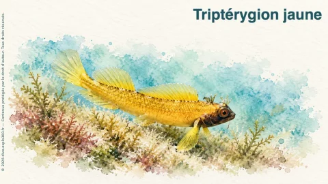 Illustration de Triptérygion jaune
