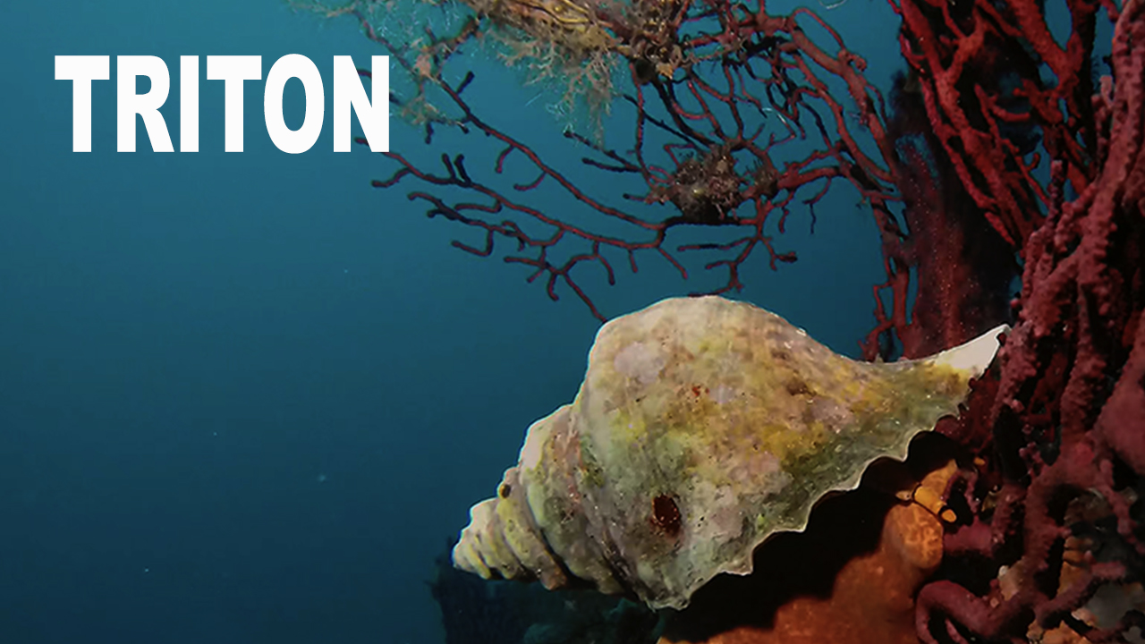 Triton