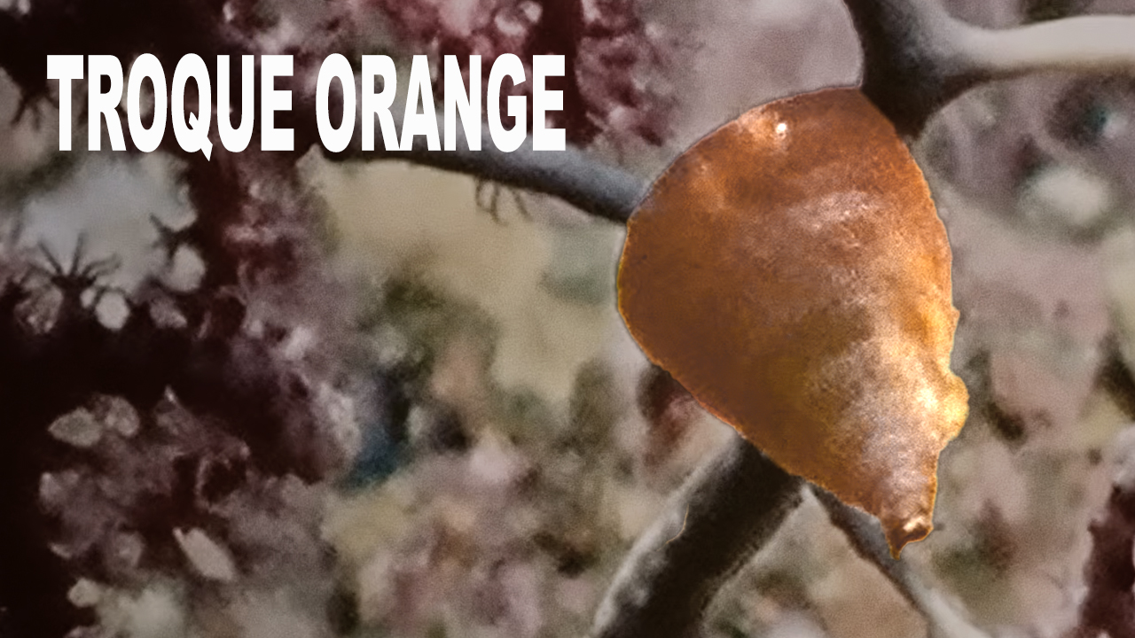 Troque orange