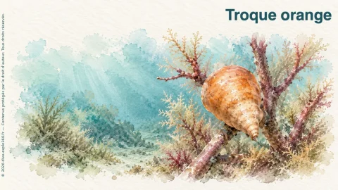 Illustration de Troque orange
