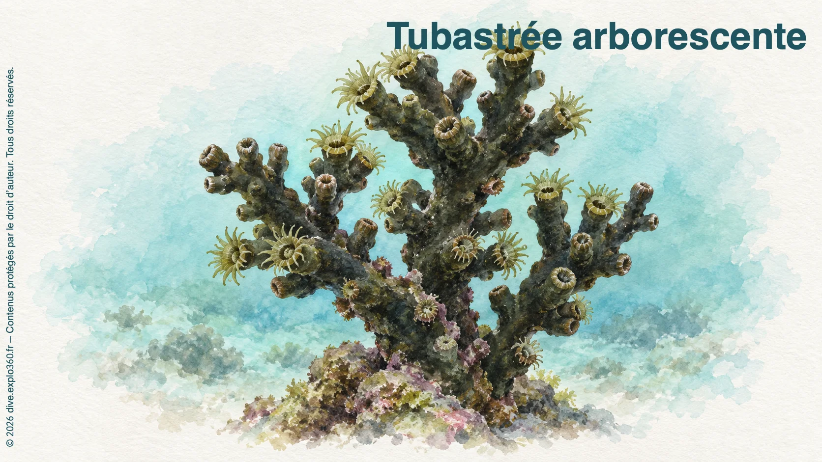 Tubastrée arborescente