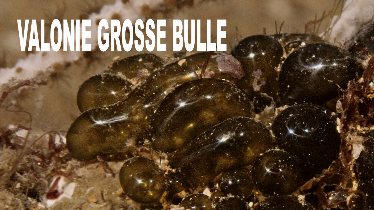 Valonie grosse bulle