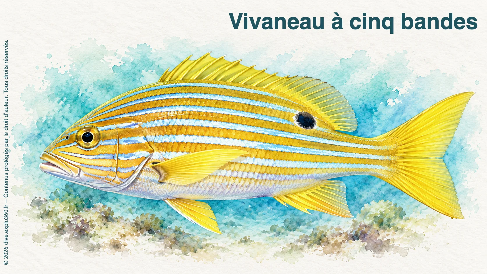 Vivaneau à cinq bandes