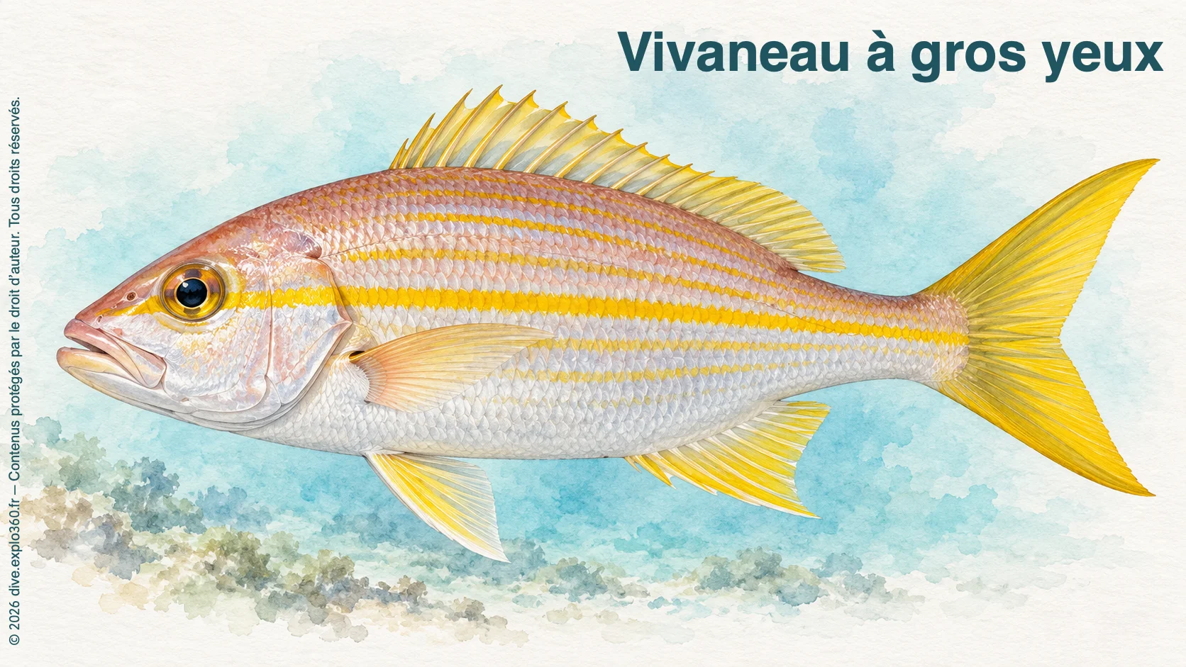 Vivaneau à gros yeux