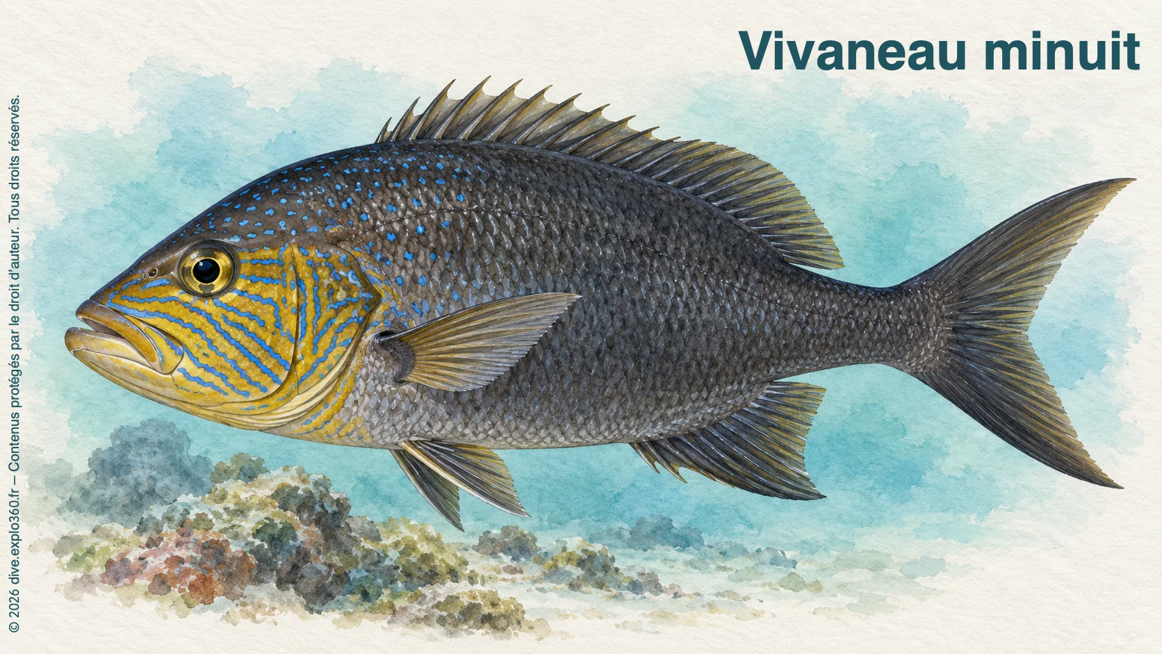 Vivaneau minuit