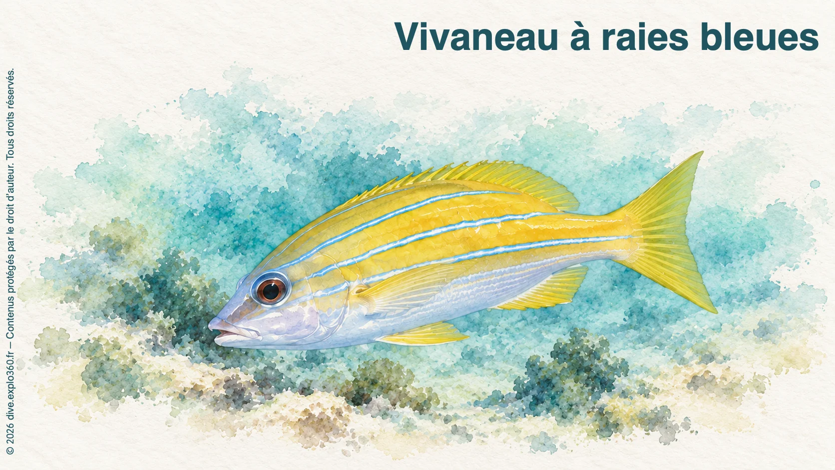 Vivaneau à raies bleues