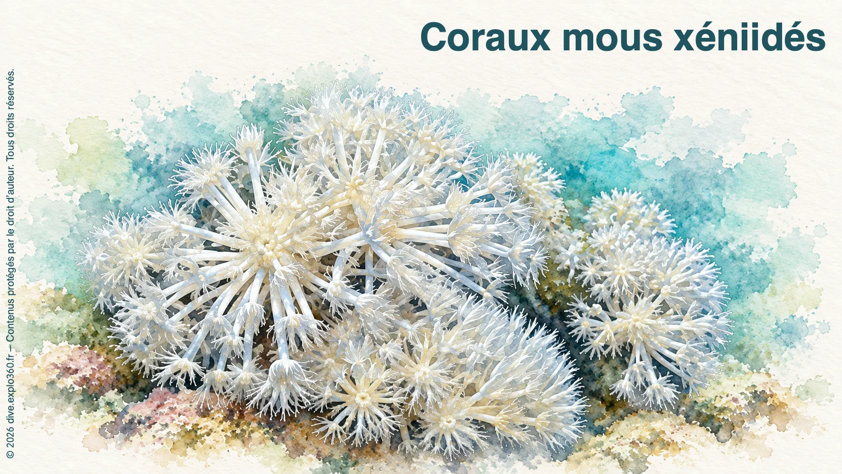 Coraux mous xéniidés
