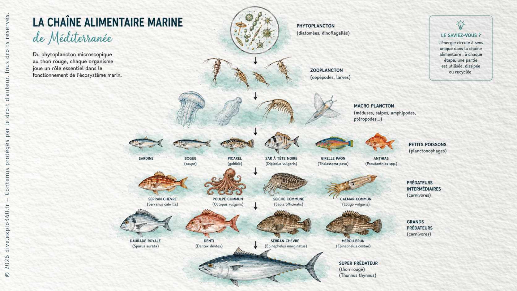 Rôles écologiques dans la chaîne alimentaire marine