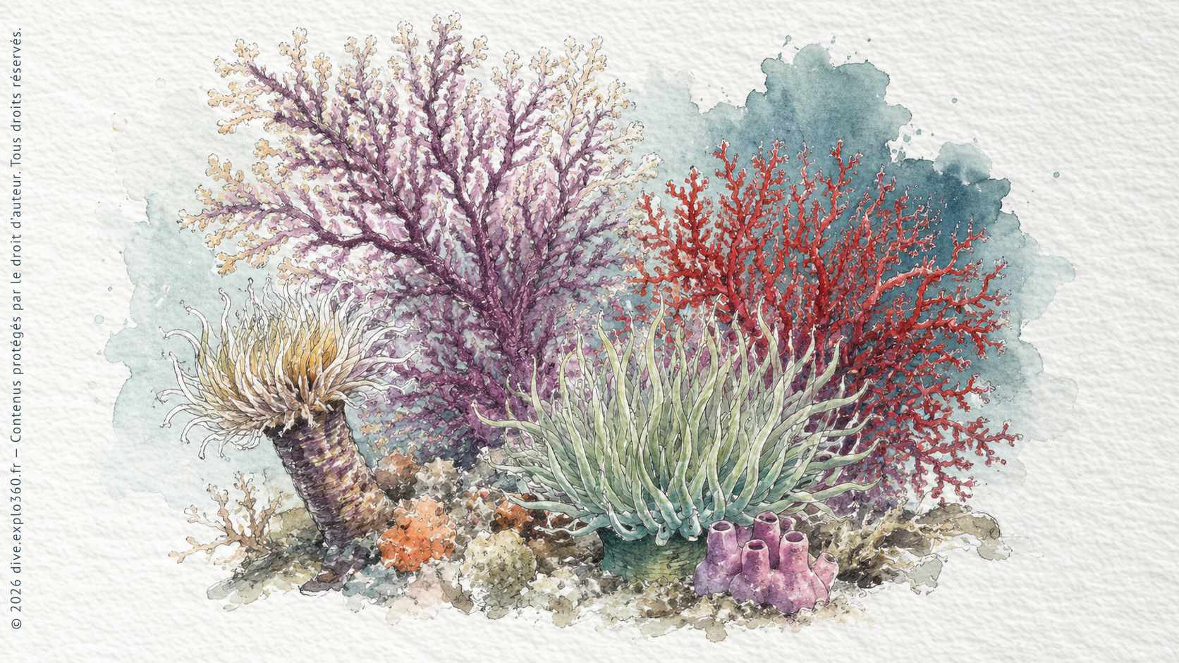 Illustration naturaliste — Cnidaires