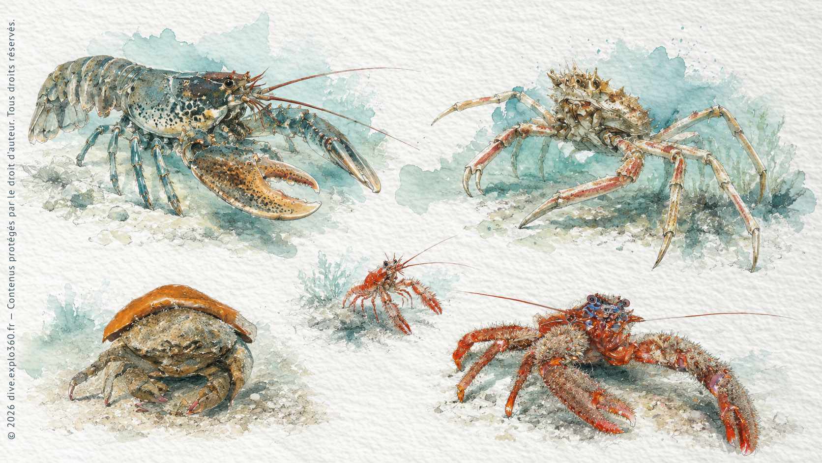Illustration naturaliste — Crustacés