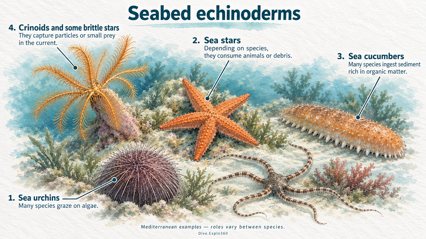 Natural history illustration — Echinoderms
