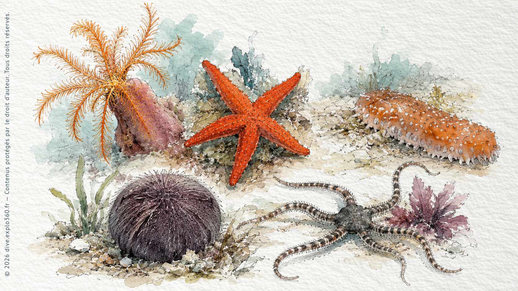 Illustration naturaliste — Échinodermes
