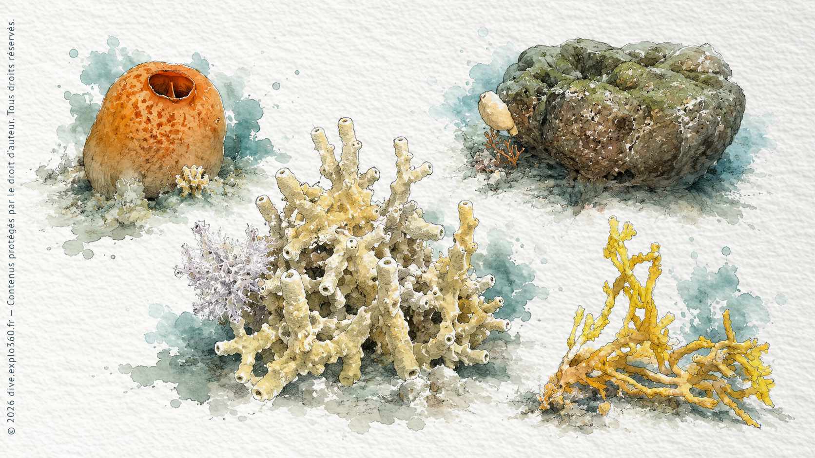 Illustration naturaliste — Éponges