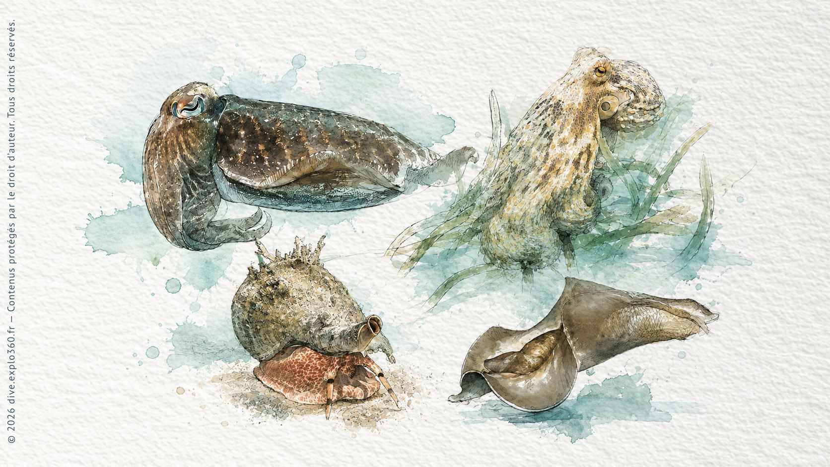 Illustration naturaliste — Mollusques