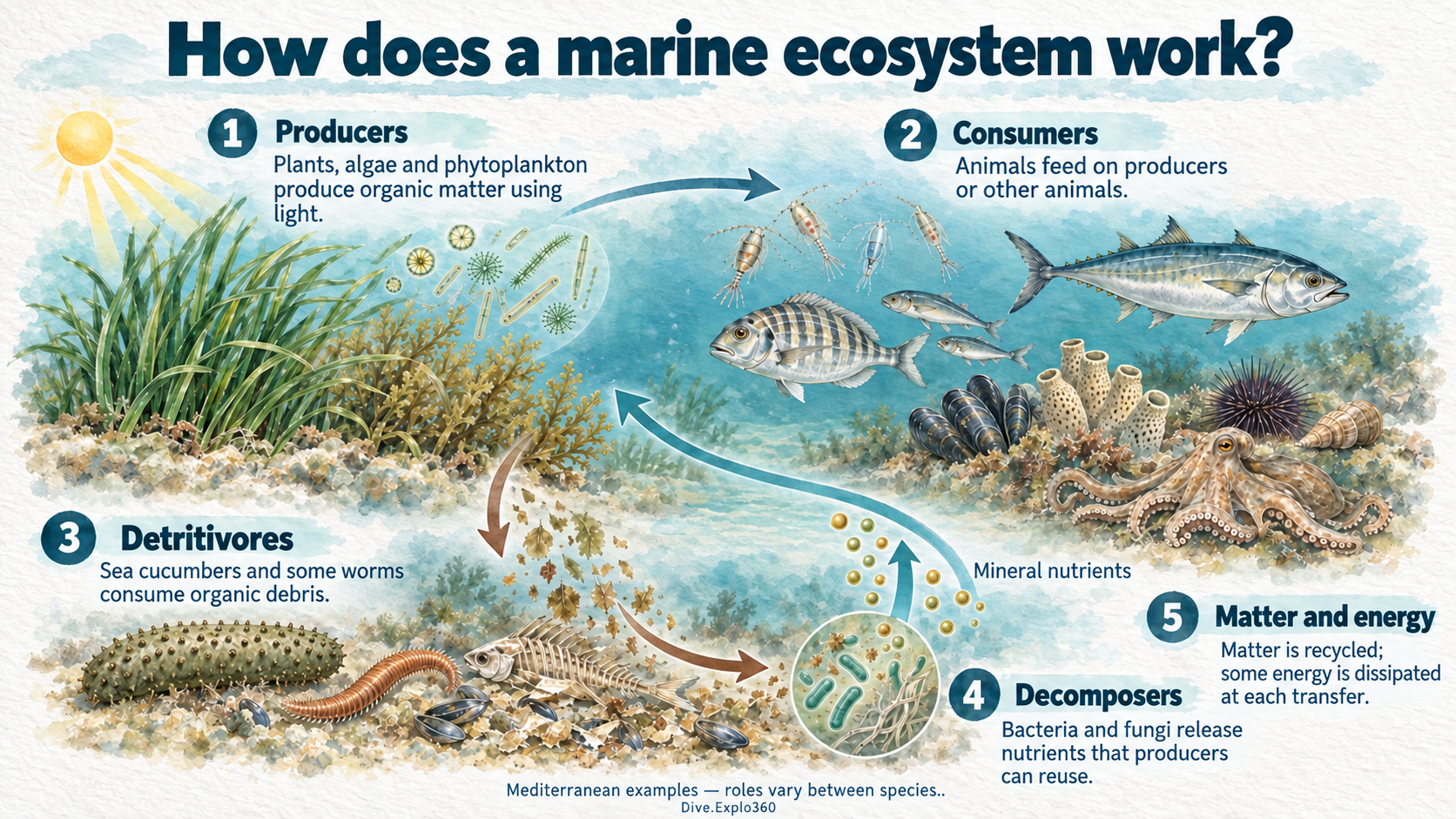 Natural history illustration — Ecological engine