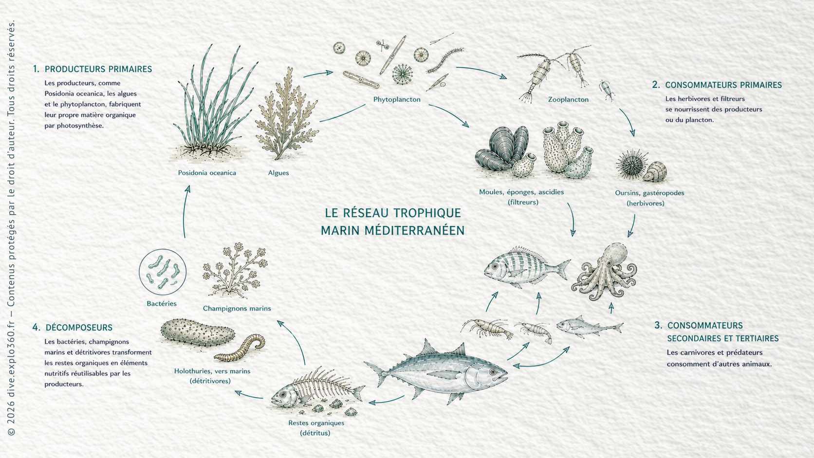 Illustration naturaliste — Moteur écologique