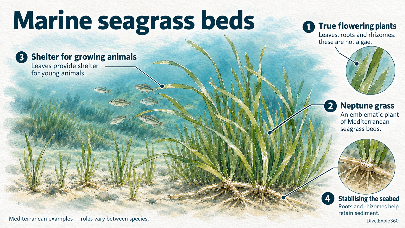 Natural history illustration — Marine flowering plants
