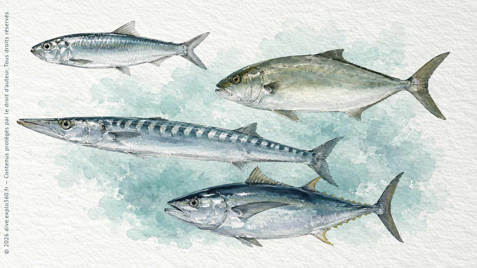 Illustration naturaliste — Pélagique