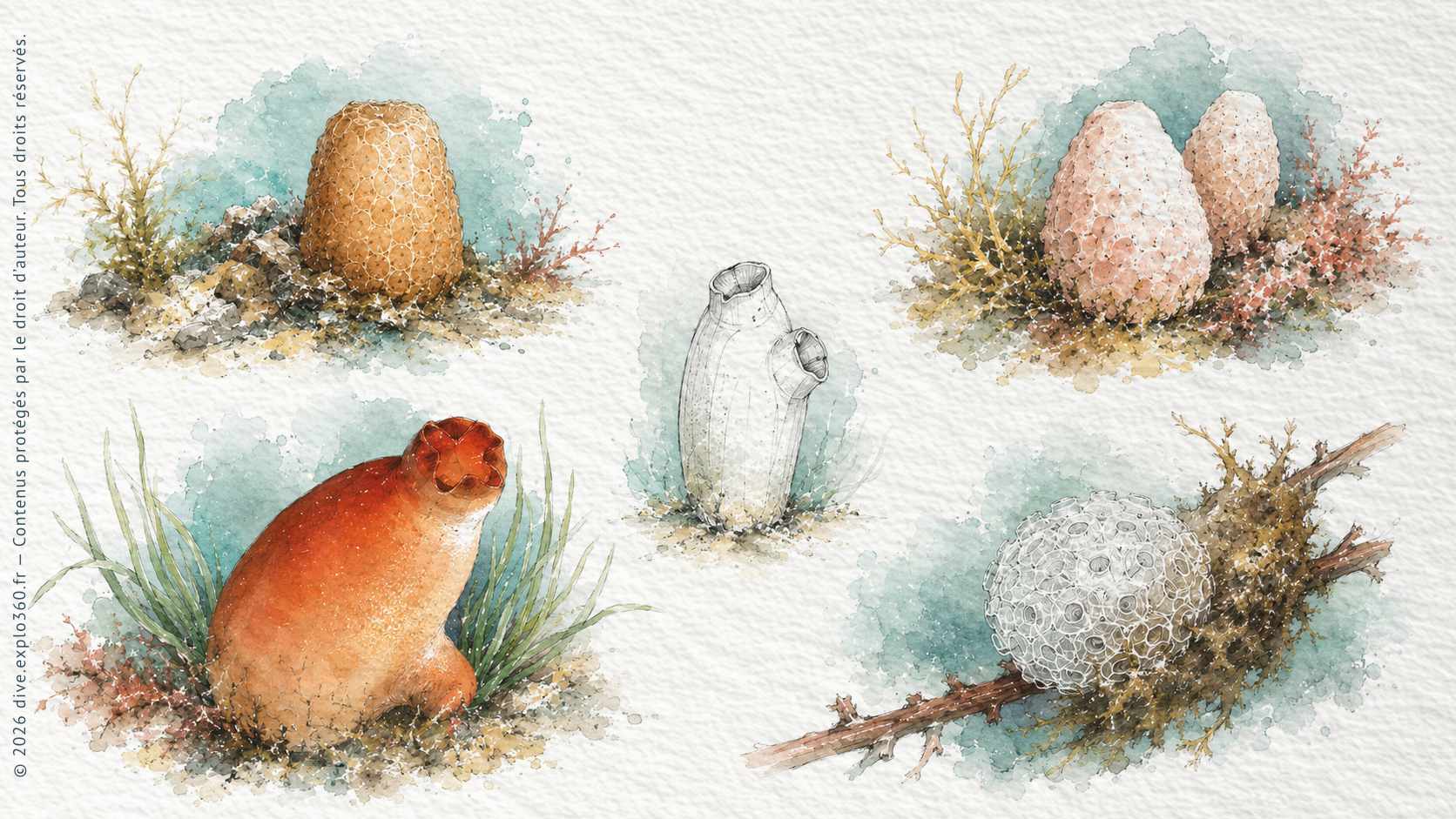 Illustration naturaliste — Tuniciers