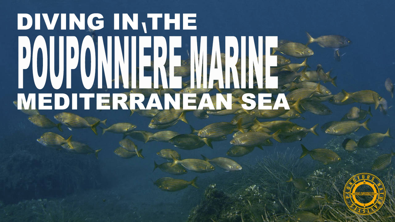 Vidéo 4k : Pouponnière marine